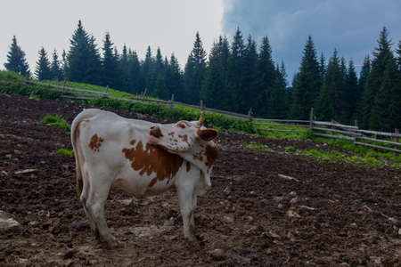 cow on a farm in the mountains before milking after grazingの写真素材