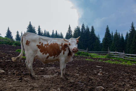 cow on a farm in the mountains before milking after grazingの写真素材