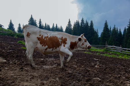 cow on a farm in the mountains before milking after grazingの写真素材