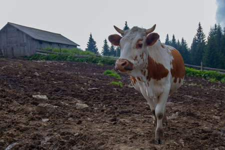 cow on a farm in the mountains before milking after grazingの写真素材