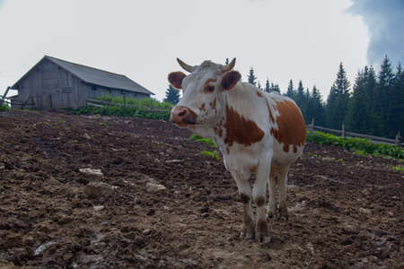 cow on a farm in the mountains before milking after grazingの写真素材