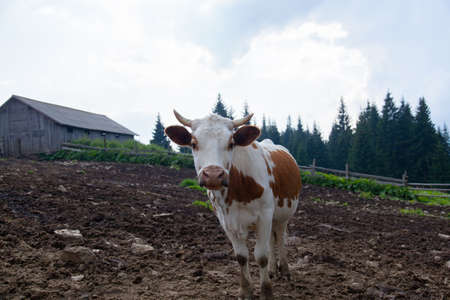 cow on a farm in the mountains before milking after grazingの写真素材
