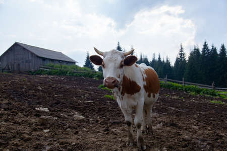 cow on a farm in the mountains before milking after grazingの写真素材
