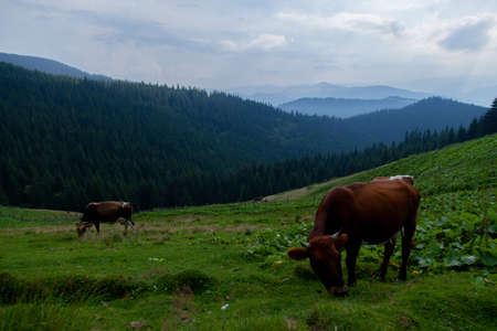 cow grazes on a grassy meadow in the mountains on freedomの写真素材