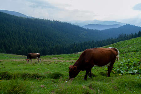 cow grazes on a grassy meadow in the mountains on freedomの写真素材