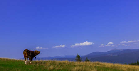 young bulls on top of a mountain against a blue skyの写真素材