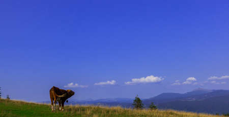 young bulls on top of a mountain against a blue skyの写真素材