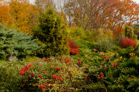 yellow leaves autumn Ukraine Uman Sophia Parkの写真素材