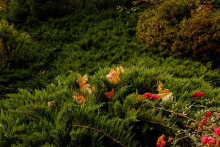 yellow leaves autumn Ukraine Uman Sophia Parkの写真素材