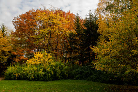 yellow leaves autumn Ukraine Uman Sophia Parkの写真素材