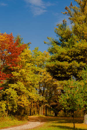 yellow leaves autumn Ukraine Uman Sophia Parkの写真素材