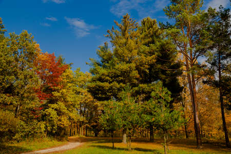 yellow leaves autumn Ukraine Uman Sophia Parkの写真素材