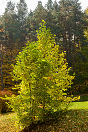 yellow leaves autumn Ukraine Uman Sophia Parkの写真素材