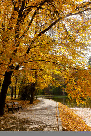 yellow leaves autumn Ukraine Uman Sophia Parkの写真素材