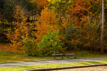 yellow leaves autumn Ukraine Uman Sophia Parkの写真素材