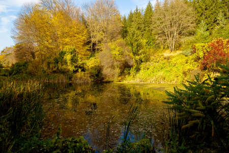 yellow leaves autumn Ukraine Uman Sophia Parkの写真素材