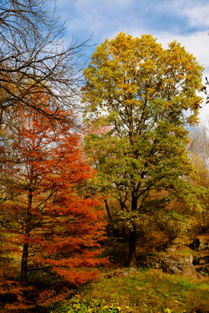 yellow leaves autumn Ukraine Uman Sophia Parkの写真素材