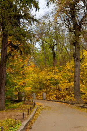 yellow leaves autumn Ukraine Uman Sophia Parkの写真素材