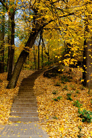 yellow leaves autumn Ukraine Uman Sophia Parkの写真素材