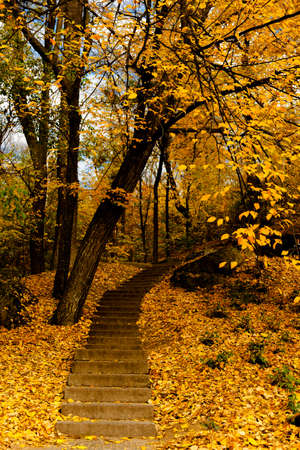 yellow leaves autumn Ukraine Uman Sophia Parkの写真素材