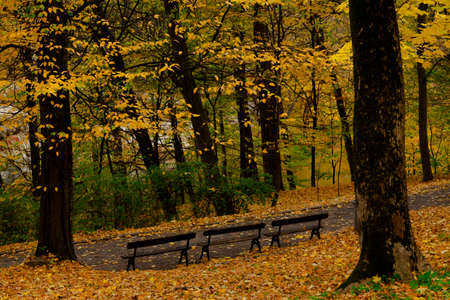 yellow leaves autumn Ukraine Uman Sophia Parkの写真素材