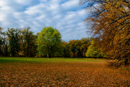 yellow leaves autumn Ukraine Uman Sophia Parkの写真素材