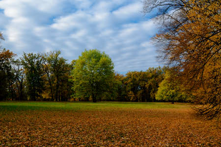 yellow leaves autumn Ukraine Uman Sophia Parkの写真素材