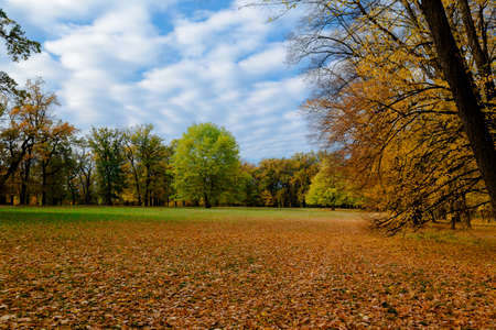 yellow leaves autumn Ukraine Uman Sophia Parkの写真素材