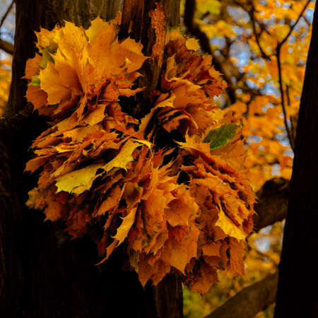 yellow leaves autumn Ukraine Uman Sophia Parkの写真素材