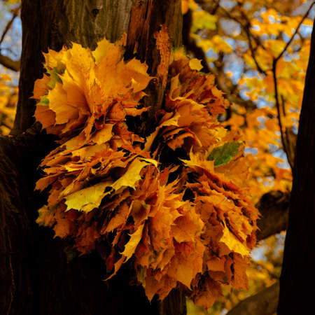 yellow leaves autumn Ukraine Uman Sophia Parkの写真素材