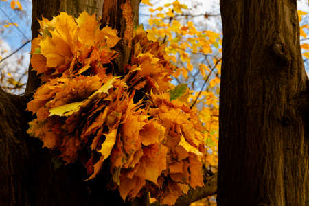 yellow leaves autumn Ukraine Uman Sophia Parkの写真素材