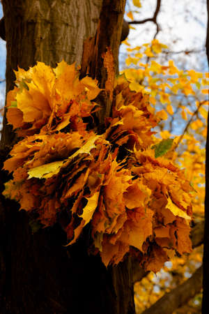 yellow leaves autumn Ukraine Uman Sophia Parkの写真素材