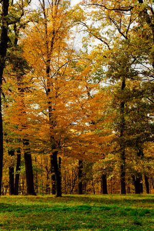 yellow leaves autumn Ukraine Uman Sophia Parkの写真素材