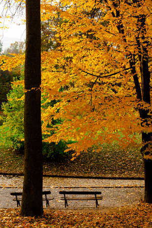 yellow leaves autumn Ukraine Uman Sophia Parkの写真素材