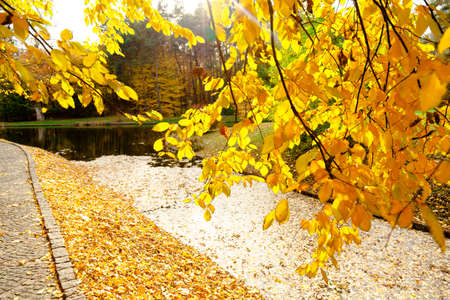 yellow leaves autumn Ukraine Uman Sophia Parkの写真素材