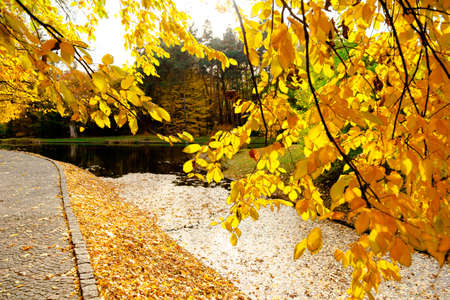 yellow leaves autumn Ukraine Uman Sophia Parkの写真素材