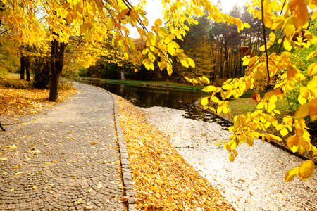 yellow leaves autumn Ukraine Uman Sophia Parkの写真素材