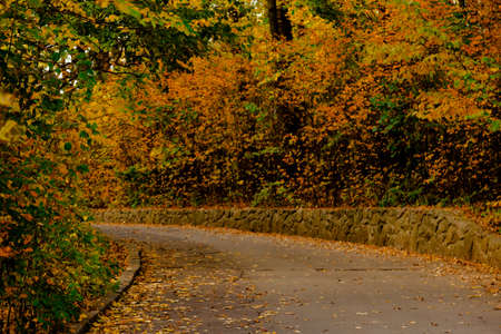 yellow leaves autumn Ukraine Uman Sophia Park