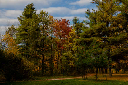 yellow leaves autumn Ukraine Uman Sophia Parkの写真素材