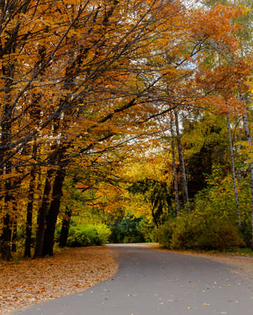 yellow leaves autumn Ukraine Uman Sophia Parkの写真素材