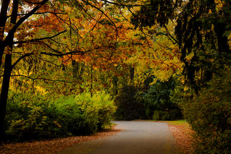 yellow leaves autumn Ukraine Uman Sophia Parkの写真素材