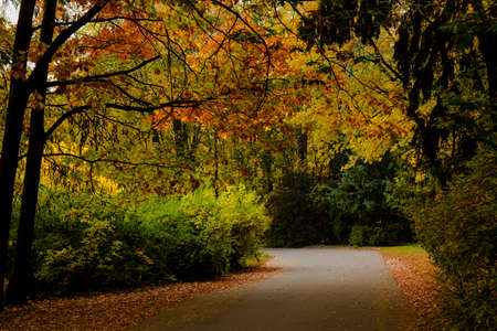 yellow leaves autumn Ukraine Uman Sophia Parkの写真素材