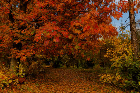 yellow leaves autumn Ukraine Uman Sophia Parkの写真素材