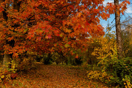 yellow leaves autumn Ukraine Uman Sophia Parkの写真素材