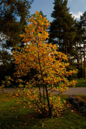 yellow leaves autumn Ukraine Uman Sophia Parkの写真素材