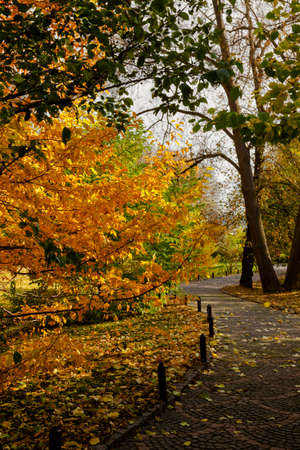 yellow leaves autumn Ukraine Uman Sophia Parkの写真素材