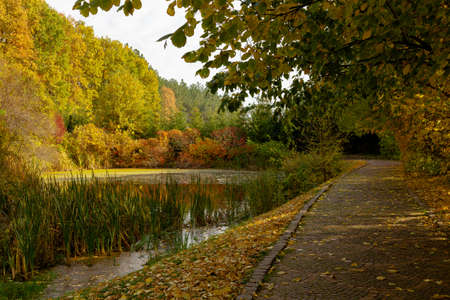 yellow leaves autumn Ukraine Uman Sophia Parkの写真素材