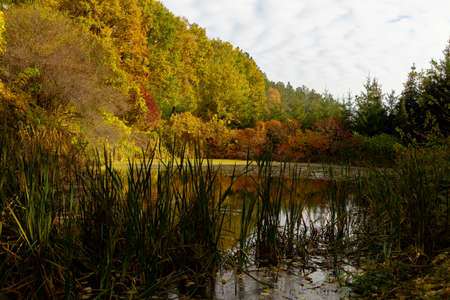 yellow leaves autumn Ukraine Uman Sophia Parkの写真素材