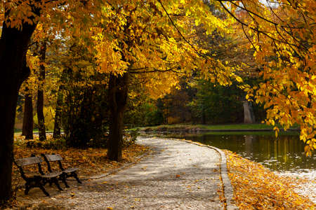 yellow leaves autumn Ukraine Uman Sophia Parkの写真素材