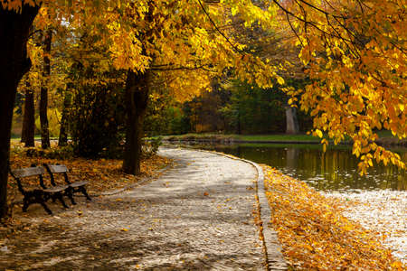 yellow leaves autumn Ukraine Uman Sophia Parkの写真素材